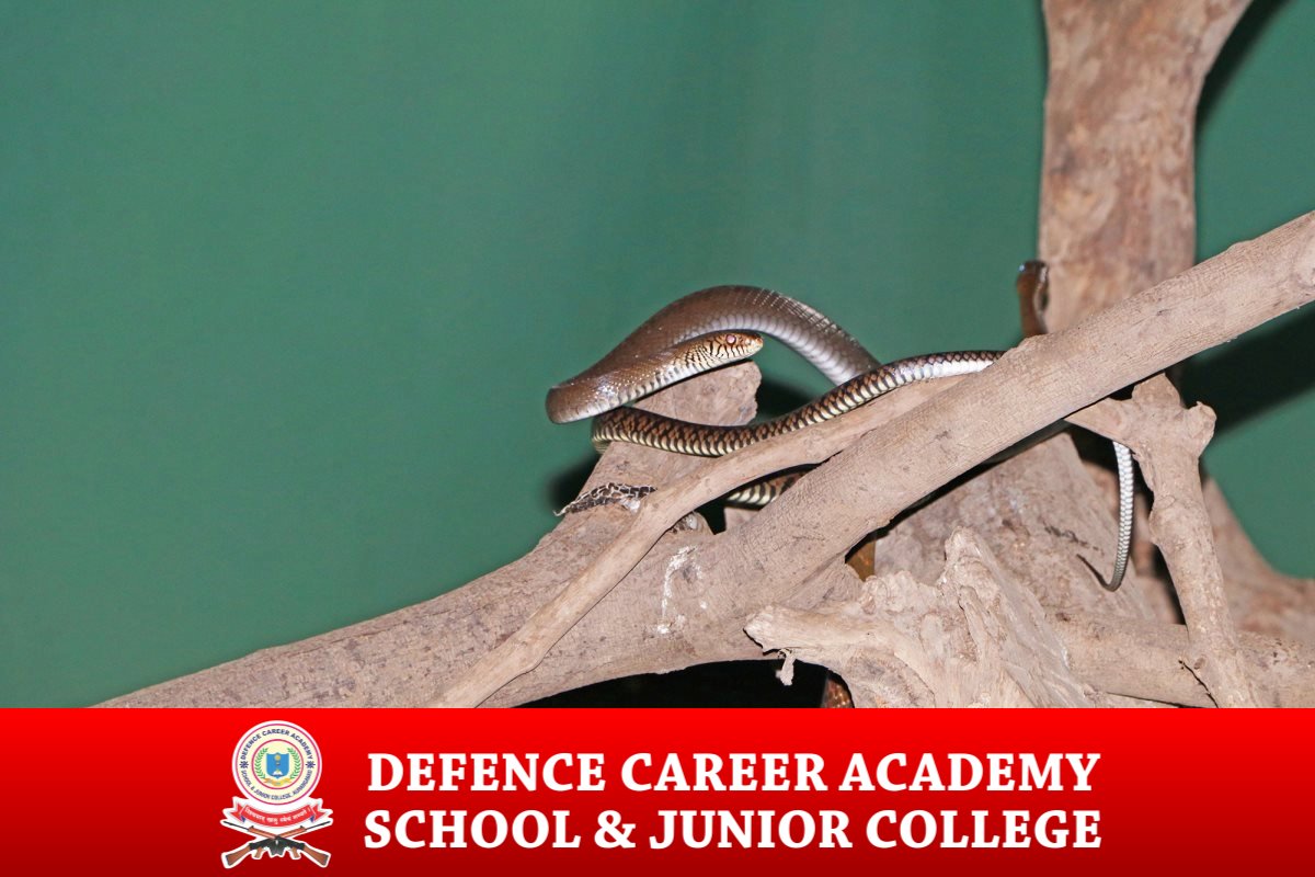 military-school-top-sports-athelatics-ciriculam-activities-dca-academy-best-defence-academy
